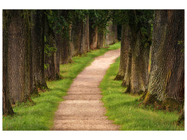 3-piece-canvas-print-a-path-in-the-forest