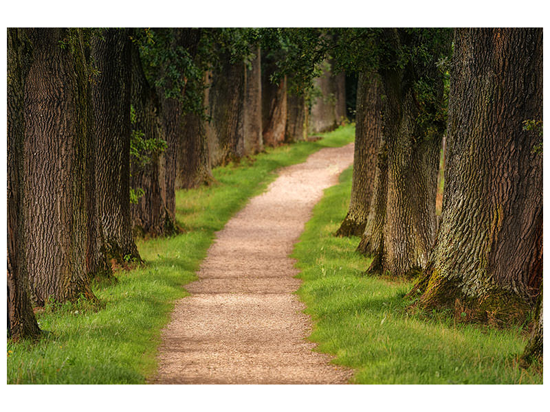 4-piece-canvas-print-a-path-in-the-forest