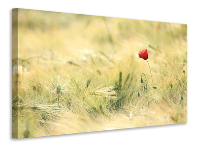 5-piece-canvas-print-a-poppy