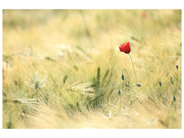 5-piece-canvas-print-a-poppy