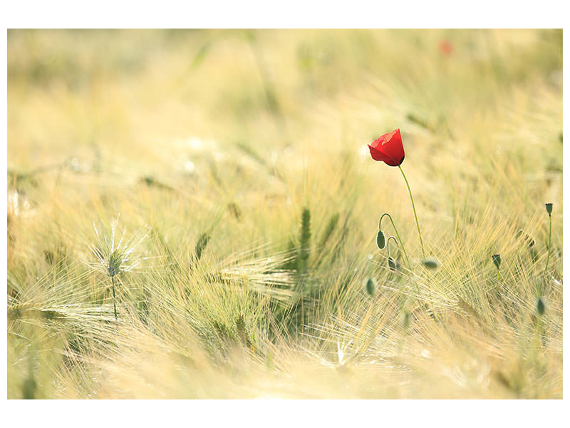 panoramic-canvas-print-a-poppy