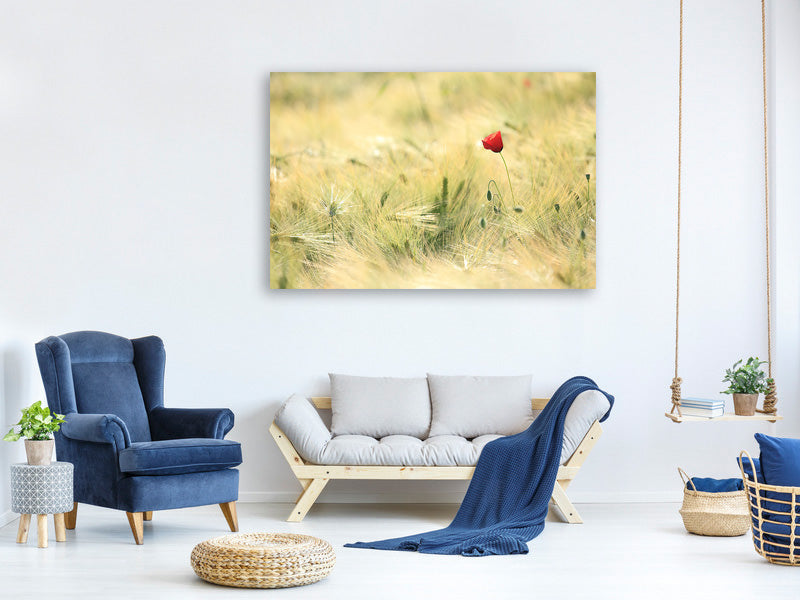 panoramic-3-piece-canvas-print-a-poppy