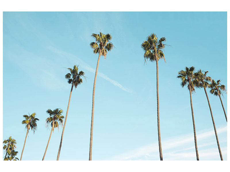 3-piece-canvas-print-a-sky-full-of-palm-trees