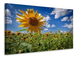 3-piece-canvas-print-a-sunflower-among-many