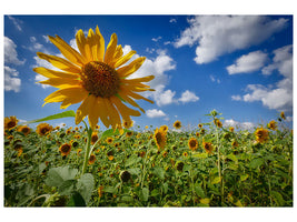 3-piece-canvas-print-a-sunflower-among-many
