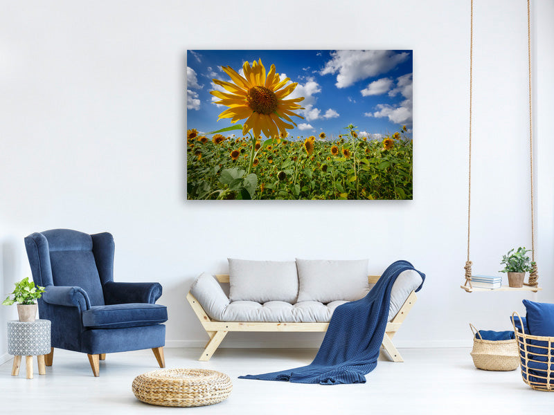 3-piece-canvas-print-a-sunflower-among-many