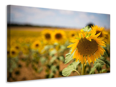 3-piece-canvas-print-a-sunflower-in-the-field