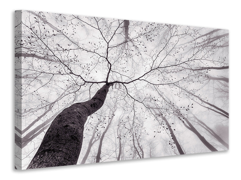panoramic-canvas-print-a-view-of-the-tree-crown