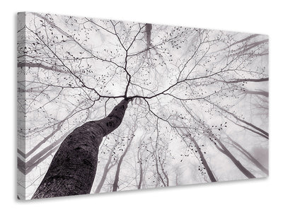 3-piece-canvas-print-a-view-of-the-tree-crown