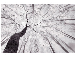modern-4-piece-canvas-print-a-view-of-the-tree-crown