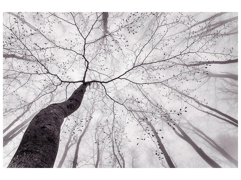 modern-4-piece-canvas-print-a-view-of-the-tree-crown