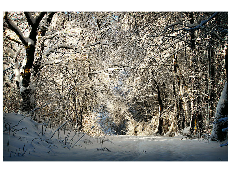 5-piece-canvas-print-a-winter-dream