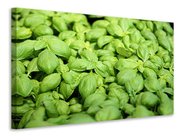 panoramic-canvas-print-all-basil
