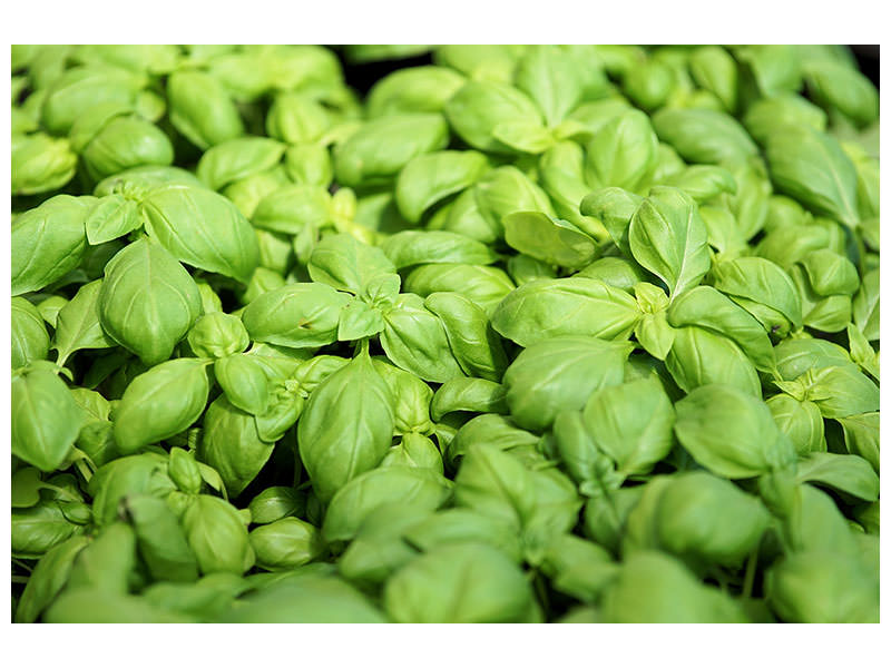 modern-4-piece-canvas-print-all-basil