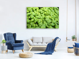 4-piece-canvas-print-all-basil