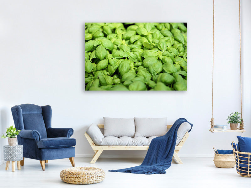 4-piece-canvas-print-all-basil