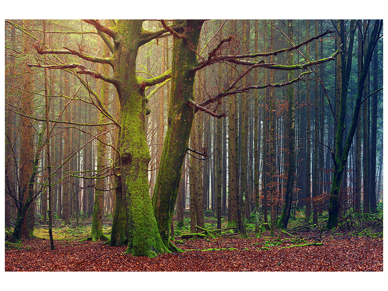 5-piece-canvas-print-alone-in-the-woods