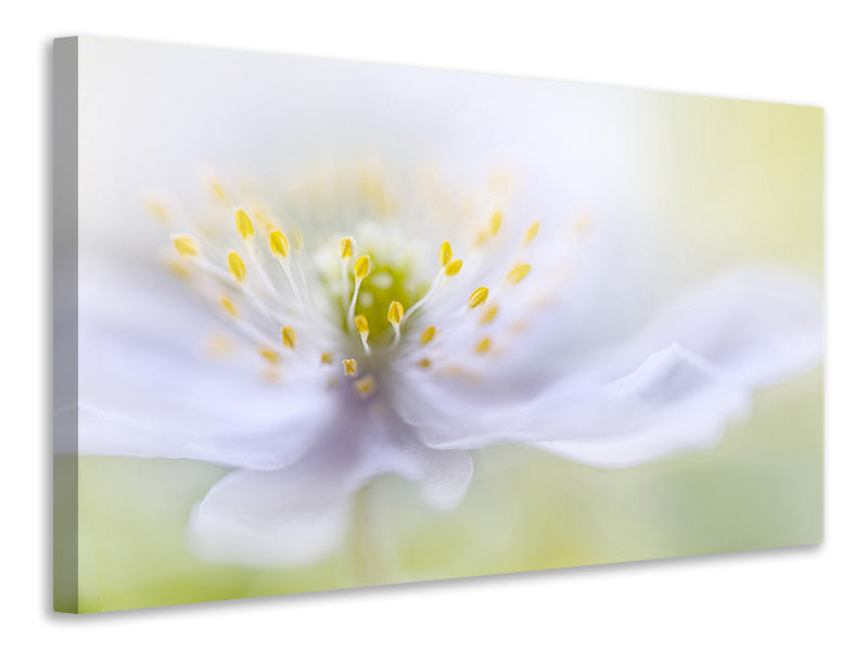 4-piece-canvas-print-anemone-beauty