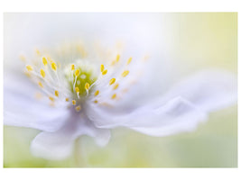 panoramic-3-piece-canvas-print-anemone-beauty