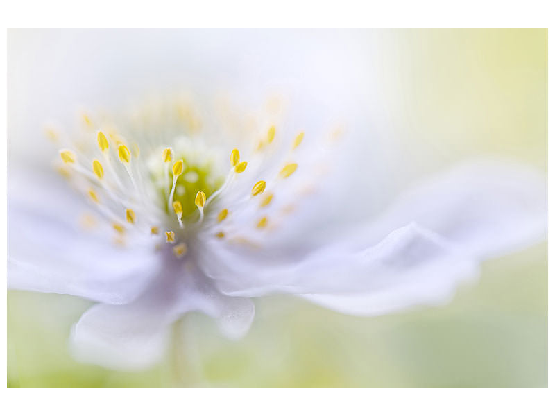 modern-4-piece-canvas-print-anemone-beauty