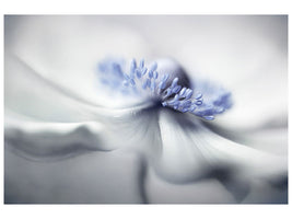 modern-4-piece-canvas-print-anemone-spirit