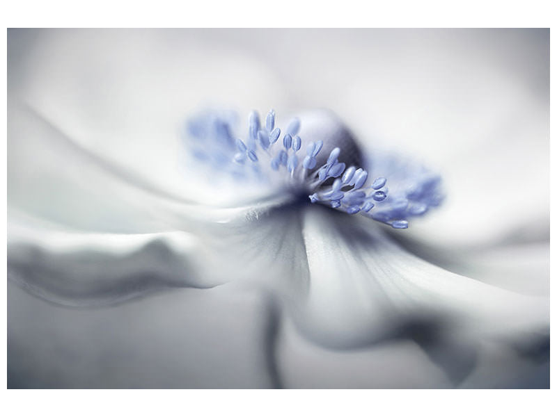 modern-4-piece-canvas-print-anemone-spirit