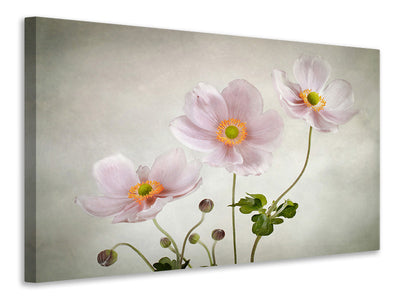 4-piece-canvas-print-anemones-ii