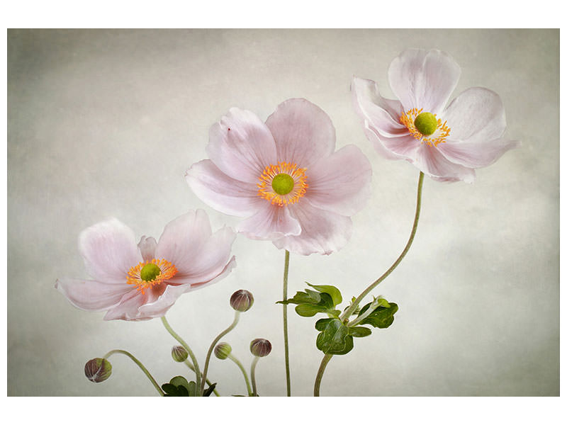 3-piece-canvas-print-anemones-ii