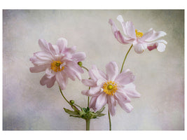modern-3-piece-canvas-print-anemones