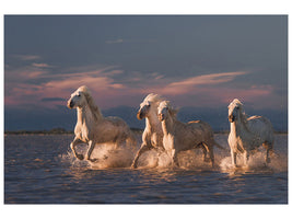 3-piece-canvas-print-angels-of-camargue