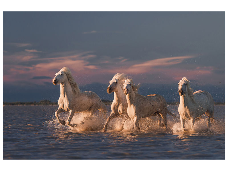 3-piece-canvas-print-angels-of-camargue