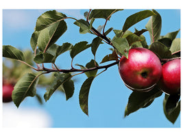 4-piece-canvas-print-apple-on-the-tree