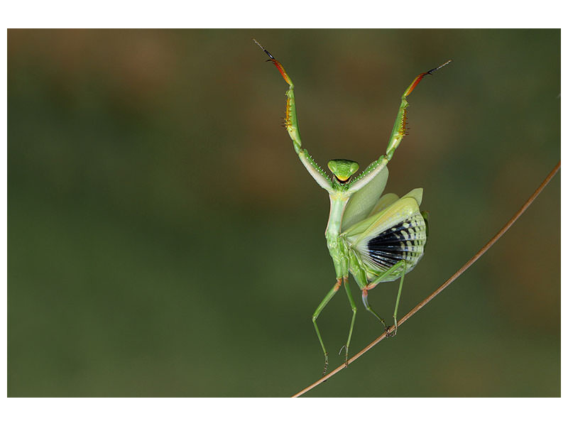 panoramic-canvas-print-are-you-gonna-dance-with-me