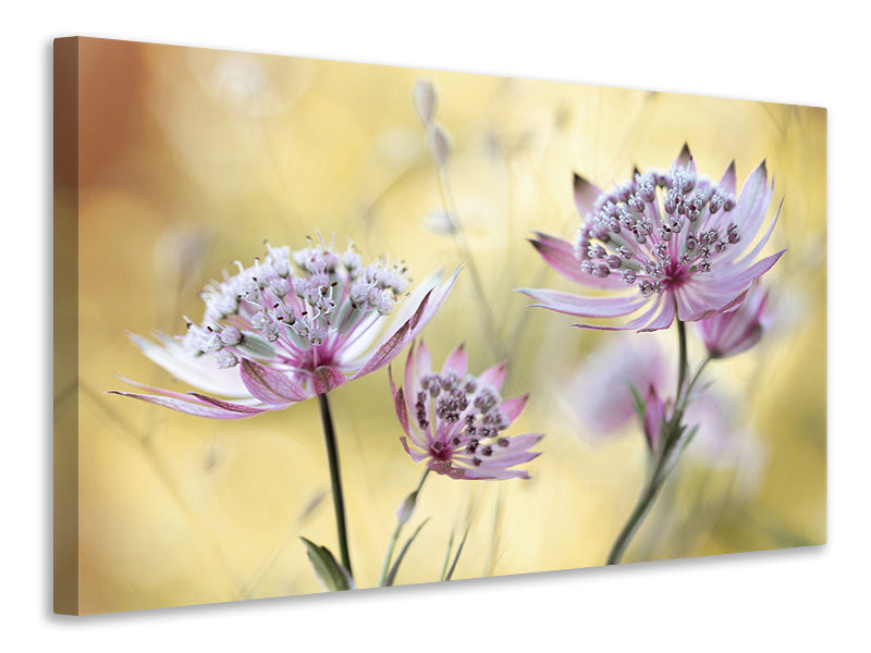 5-piece-canvas-print-astrantia-major