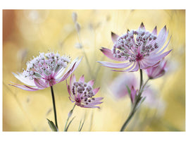 5-piece-canvas-print-astrantia-major