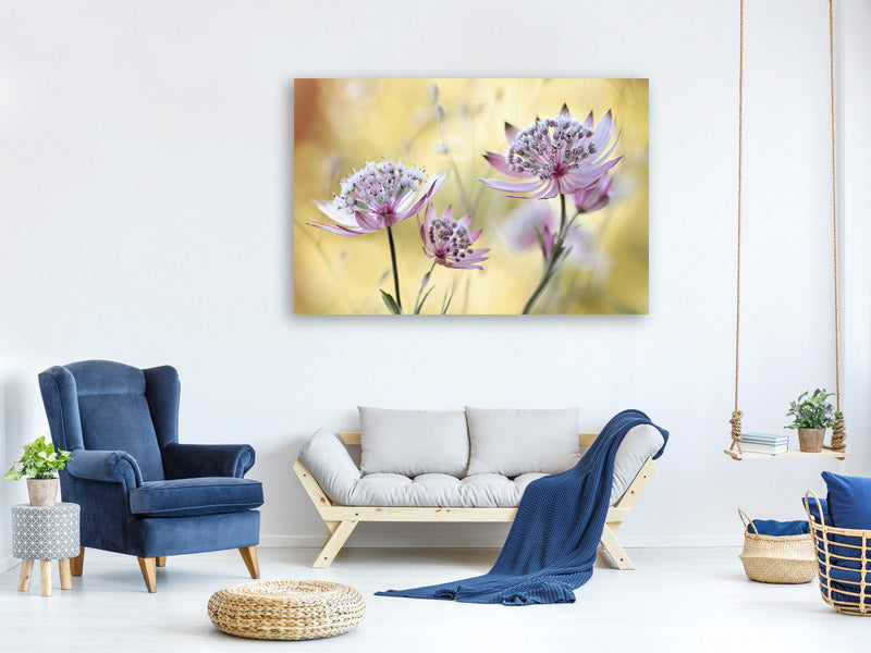 modern-4-piece-canvas-print-astrantia-major
