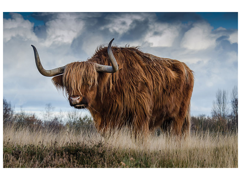 3-piece-canvas-print-attention-bull