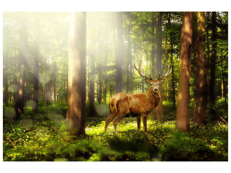 3-piece-canvas-print-attention-deer