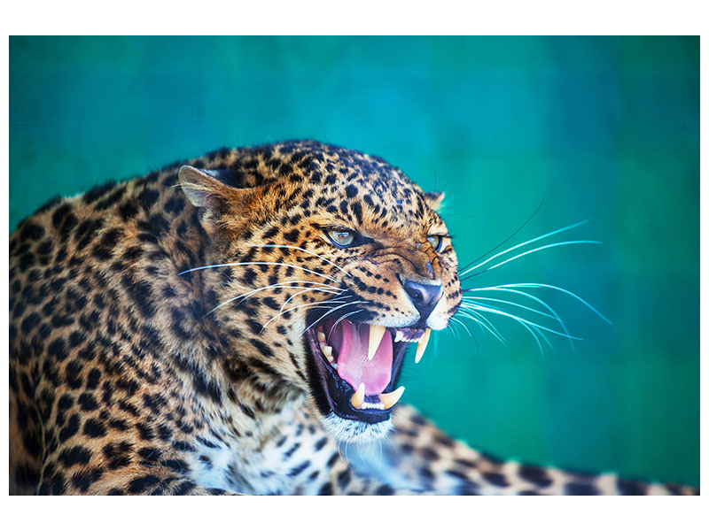 5-piece-canvas-print-attention-leopard