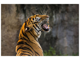 3-piece-canvas-print-attention-tiger