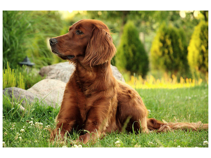3-piece-canvas-print-attentive-irish-setter
