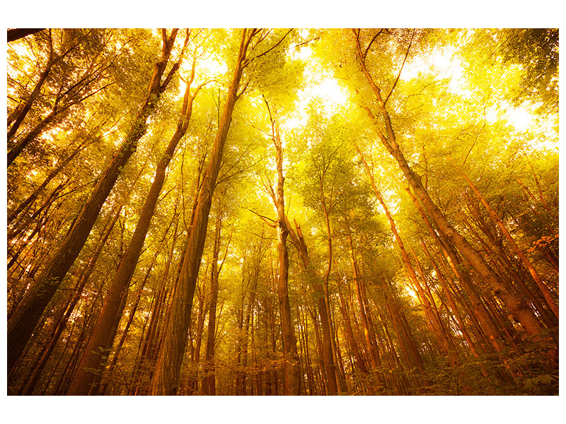 5-piece-canvas-print-autumn-forest