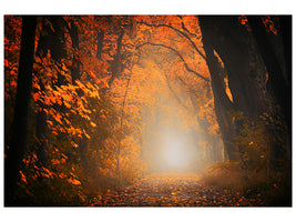 5-piece-canvas-print-autumn-light-in-the-forest