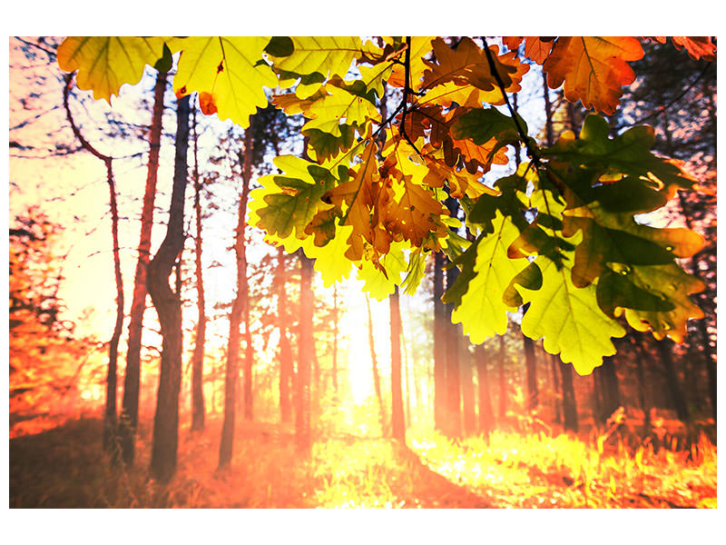panoramic-canvas-print-autumn