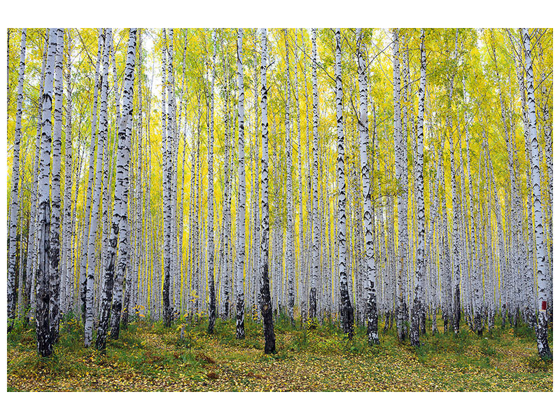 4-piece-canvas-print-autumnal-birch-forest