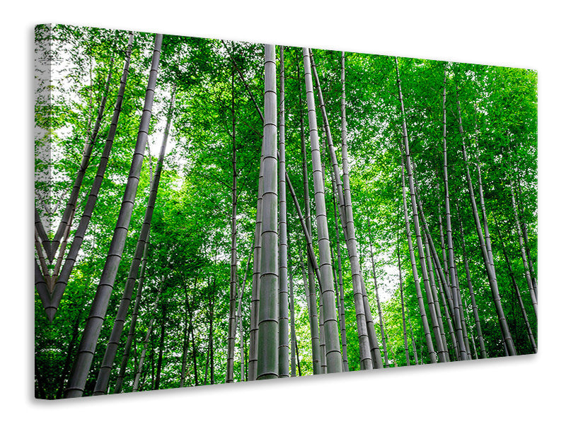 5-piece-canvas-print-bamboo-forest