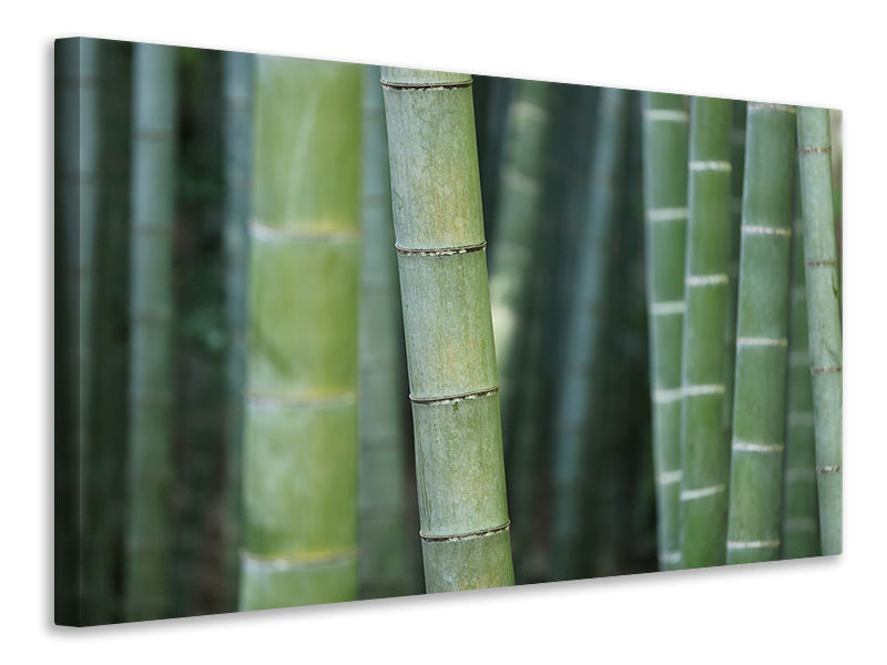 panoramic-3-piece-canvas-print-bamboo-in-xxl