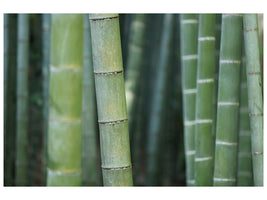panoramic-canvas-print-bamboo-in-xxl