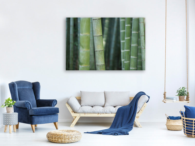 3-piece-canvas-print-bamboo-in-xxl