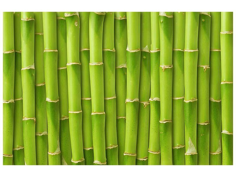 5-piece-canvas-print-bamboo-wall